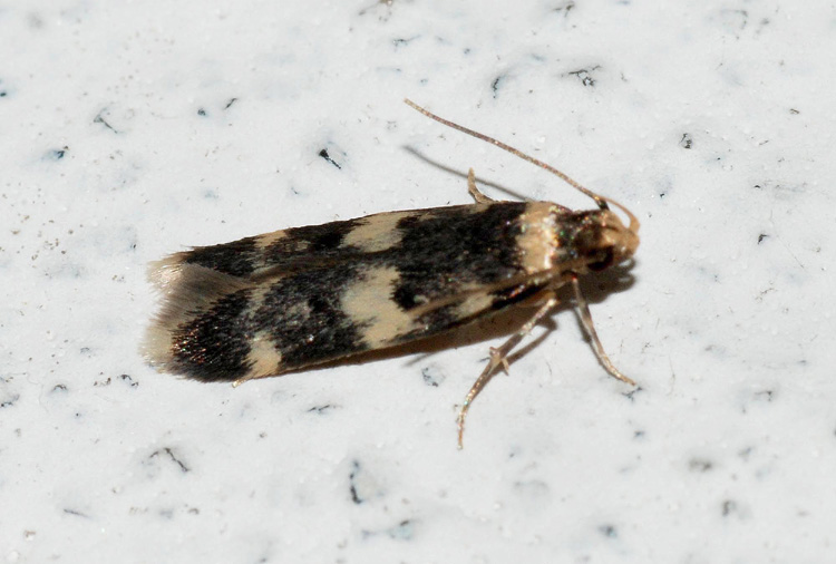 Autostichidae da confermare - Oegoconia quadripuncta